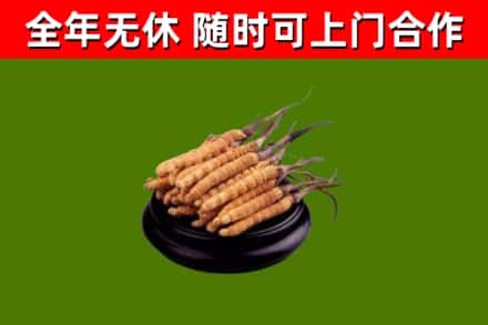 汝南回收冬虫夏草